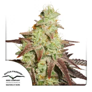 Dutch Passion - Night Queen